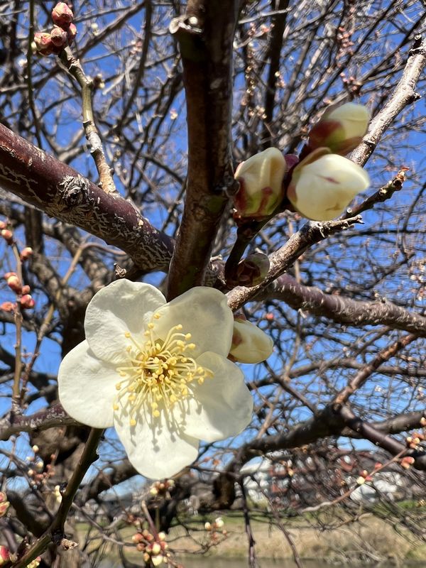 白梅が開花