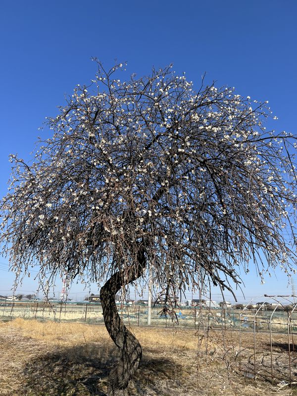 しだれ梅｜越谷市谷中町