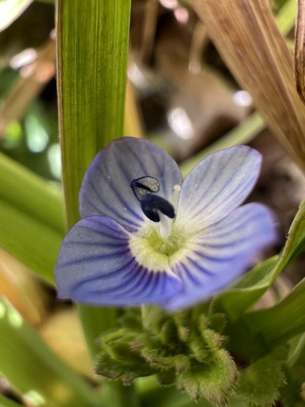 オオイヌノフグリ