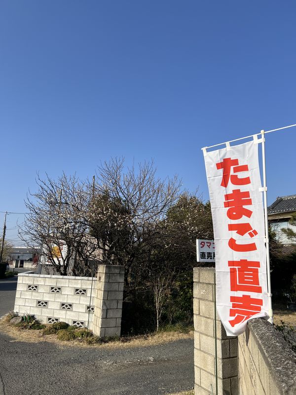 白梅と「たまご直売」の幟