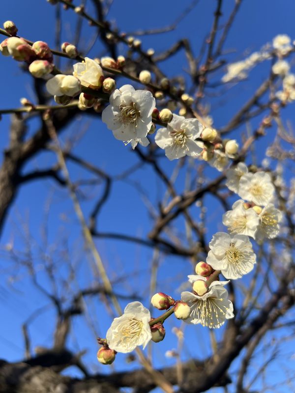 白梅｜元荒川の河川敷