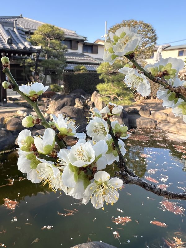 白梅と池｜北越谷浄光寺