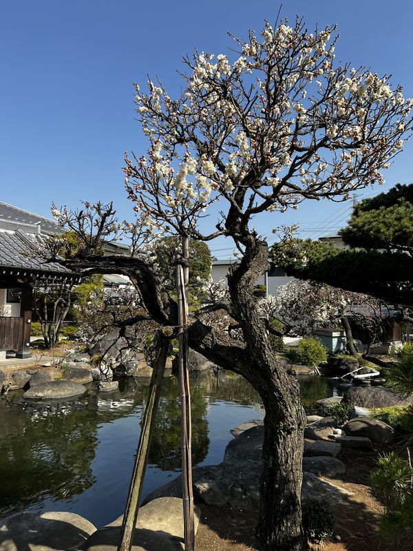 北越谷浄光寺の梅