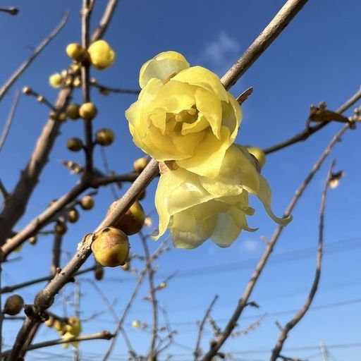 第3回 蝋梅（青空と蝋梅）