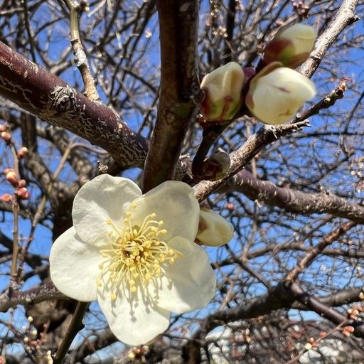 第10回 梅（白梅が開花）