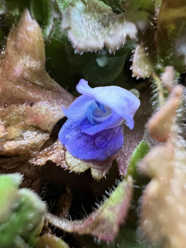 015｜いぬふぐり（土の匂いや）