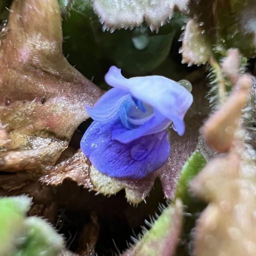 第15回 いぬふぐり（接写）