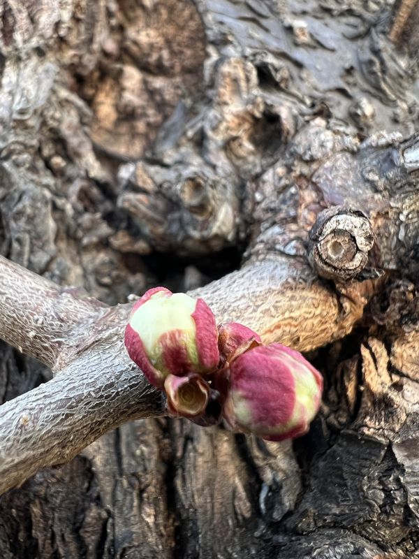 016｜梅ふふむ（今年は俳句）