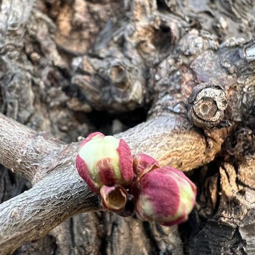 第16回 梅ふふむ（元荒川の梅の蕾）