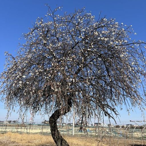 第17回 しだれ梅（五分咲きの枝垂れ梅）