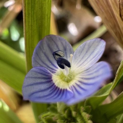 第18回 いぬふぐり（接写）