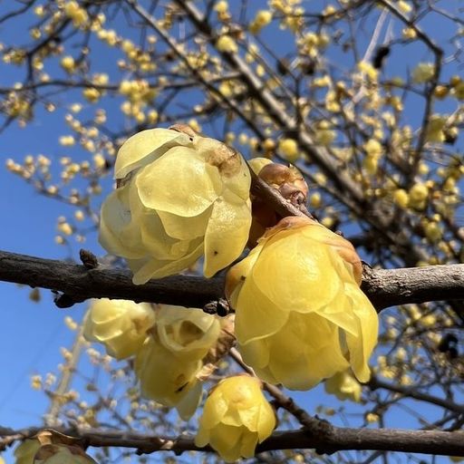 第20回 蝋梅（咲きはじめた蝋梅）