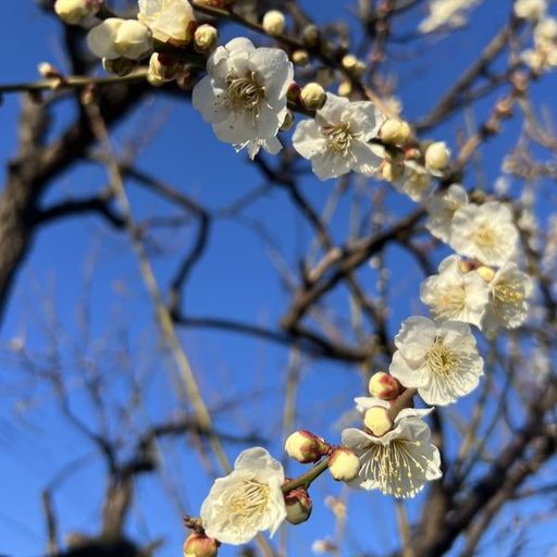 第23回 白梅（五分咲きの白梅）