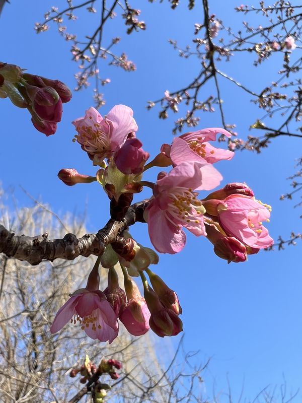 024｜河津桜（羽ばたくように）