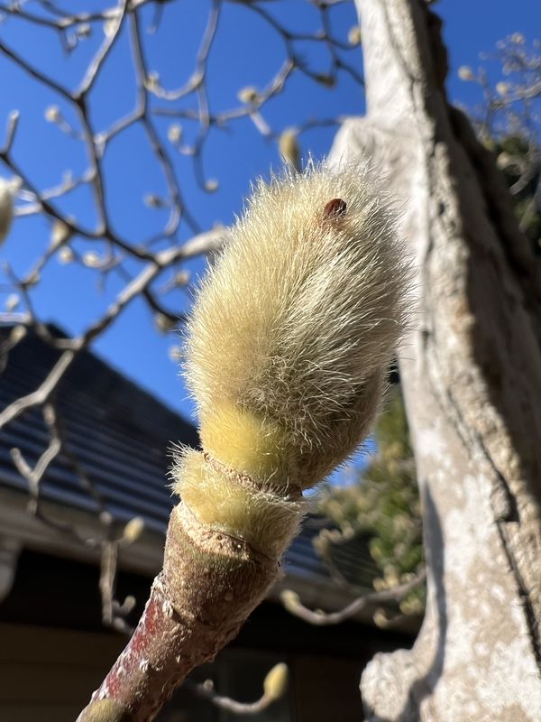 025｜辛夷の芽（羽毛ふんわり）