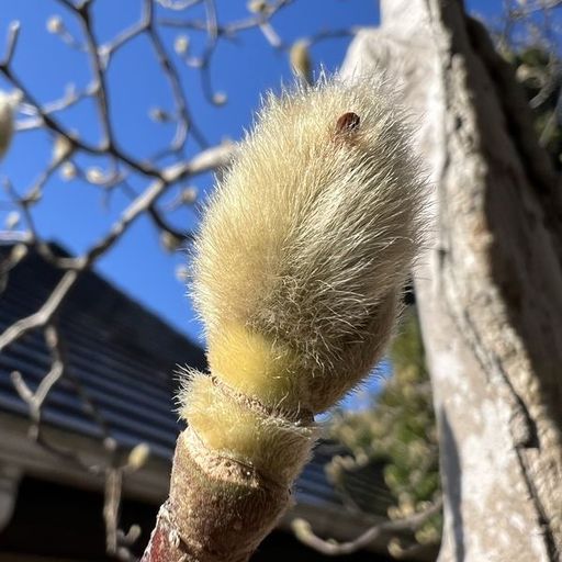 第25回 辛夷の芽（羽毛ふんわり）