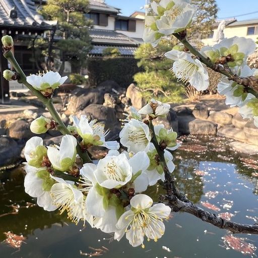 第27回 観梅（白梅と池）