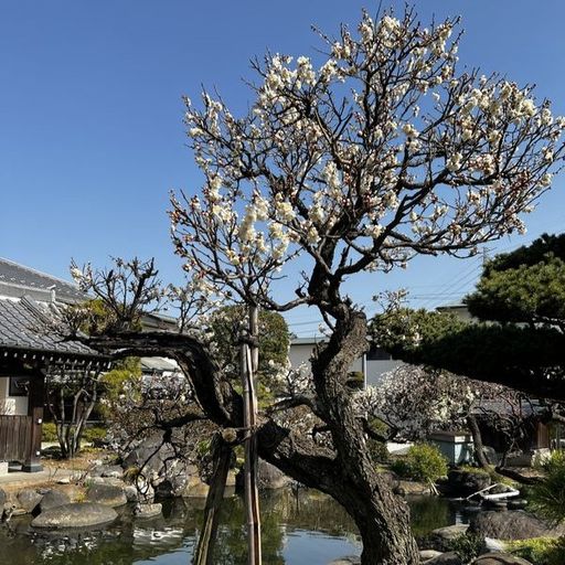 第28回 梅見（浄光寺の古梅）