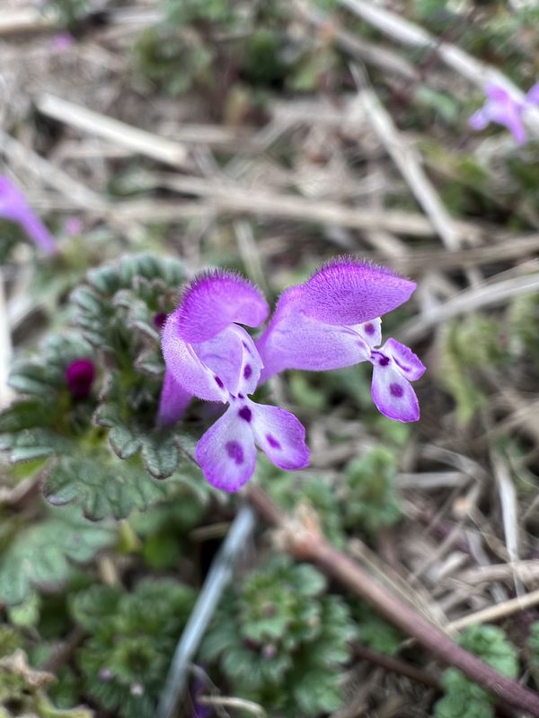 029｜仏の座（空に小さき）