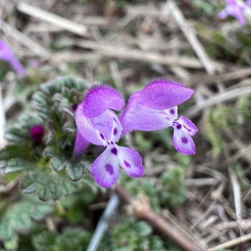 第29回 仏の座（接写）