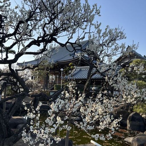 第30回 観梅（古梅と池）