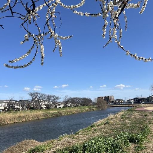 第31回 二月尽（元荒川の白梅と青空）