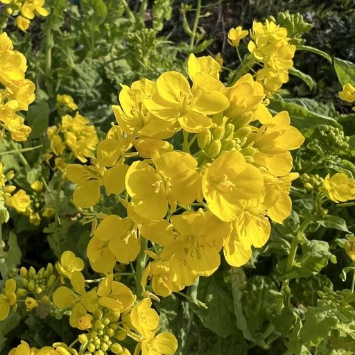 第33回 三月（菜の花）