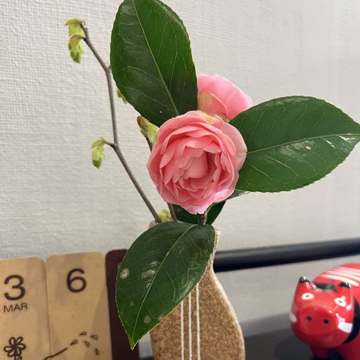 第38回 乙女椿（宿場茶屋）