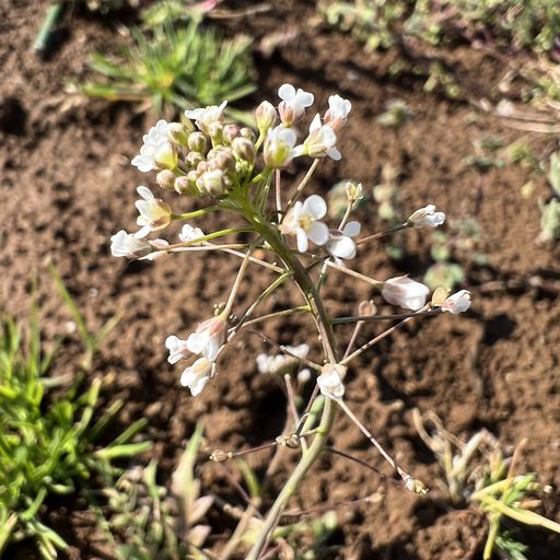 第39回 なずなの花（朝の畑）