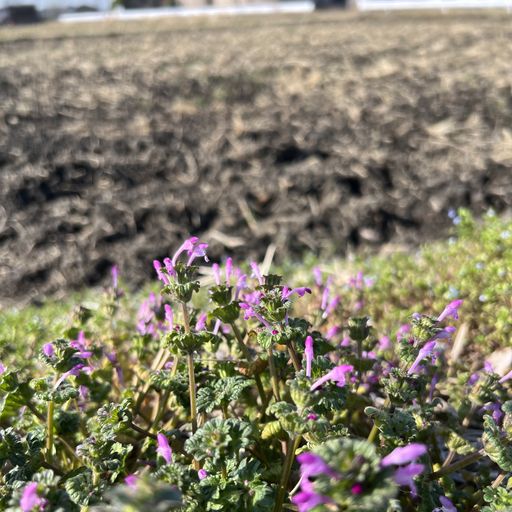 第42回 仏の座（群生）