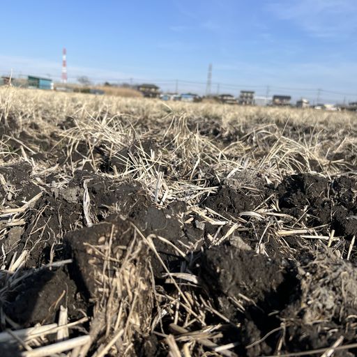 第43回 田打ち（土の塊を接写）