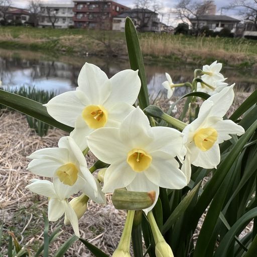 第44回 水仙（元荒川の河川敷）