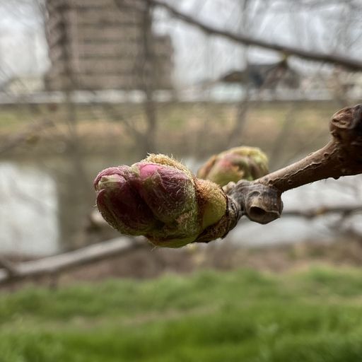 桜のつぼみ