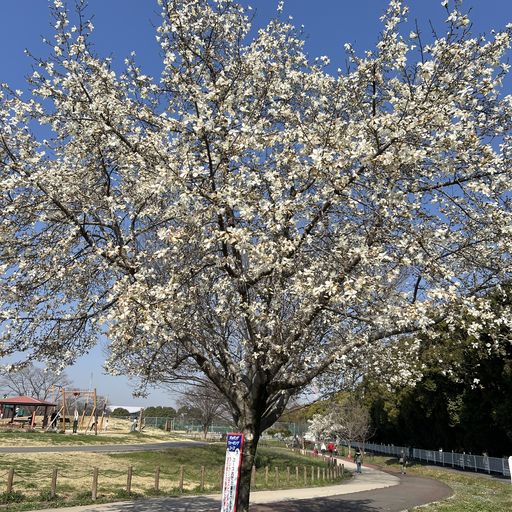コブシの花｜県民健康福祉村