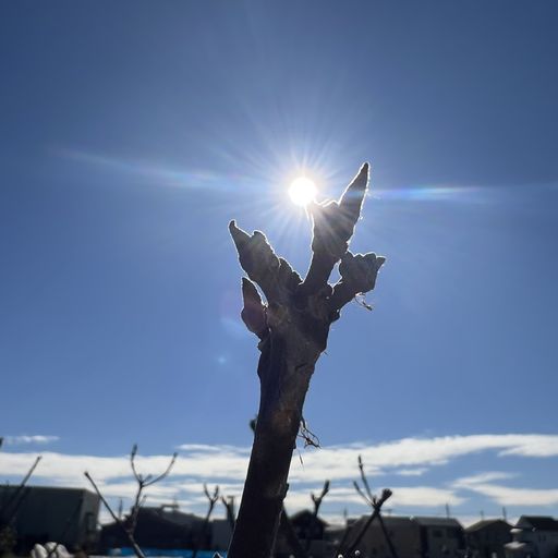 第58回 木の芽晴（朝日に光る産毛）