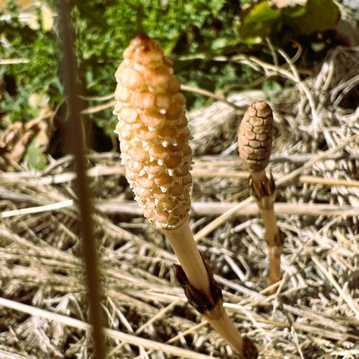 第60回 土筆（藁をしとねに）