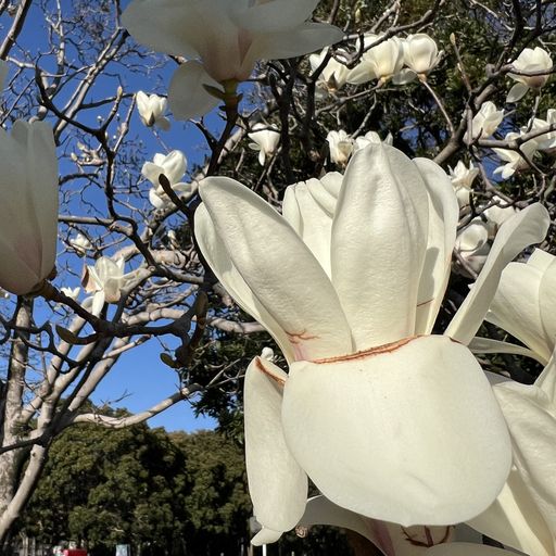 第62回 白木蓮（浄土の世界）