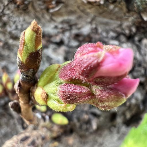 第63回 花を待つ（開花間近の桜）