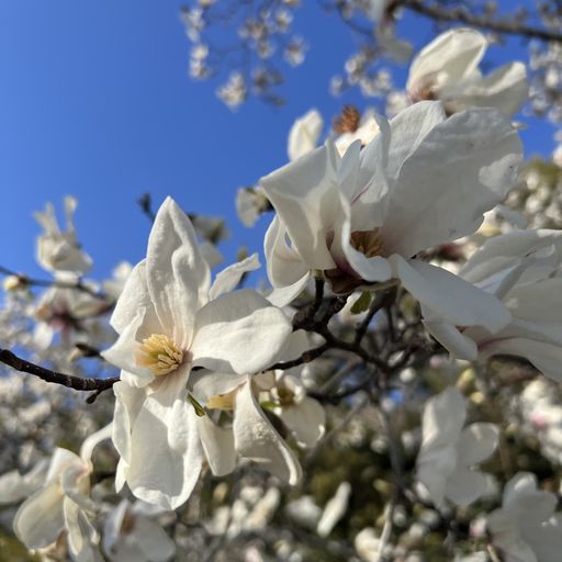 第64回 辛夷咲く（県民健康福祉村にて）