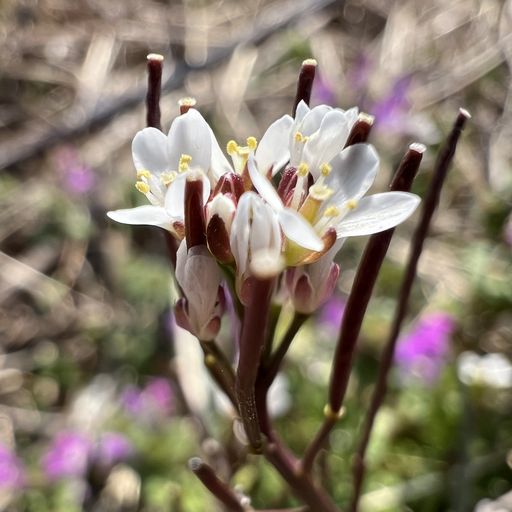 第66回 種漬花（あぜ道にて）