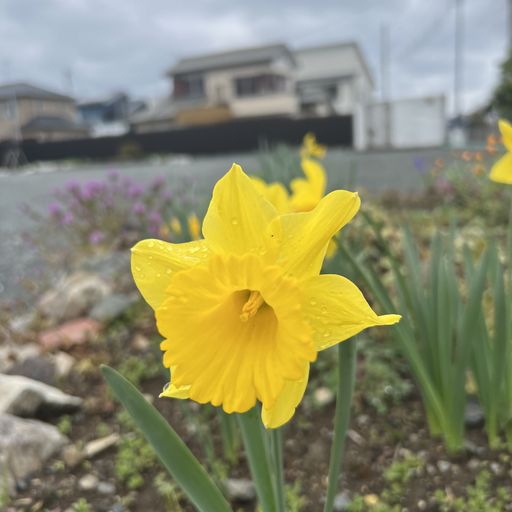 第68回 黄水仙（レンタルスペースかや）