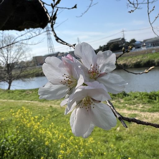 第71回 初桜（北越谷元荒川堤にて）