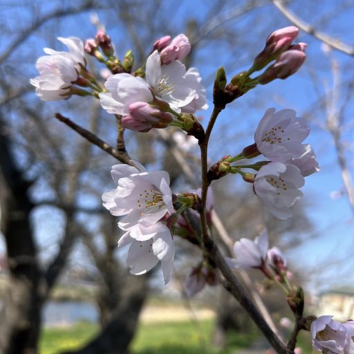 第72回 初花（元荒川の河川敷にて）