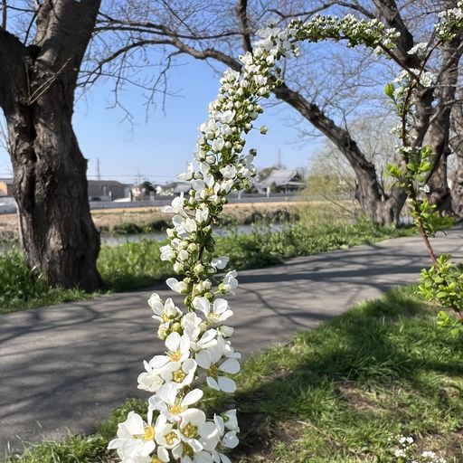 第73回 雪柳（南京玉すだれ）