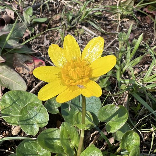 第74回 花（姫立金花）