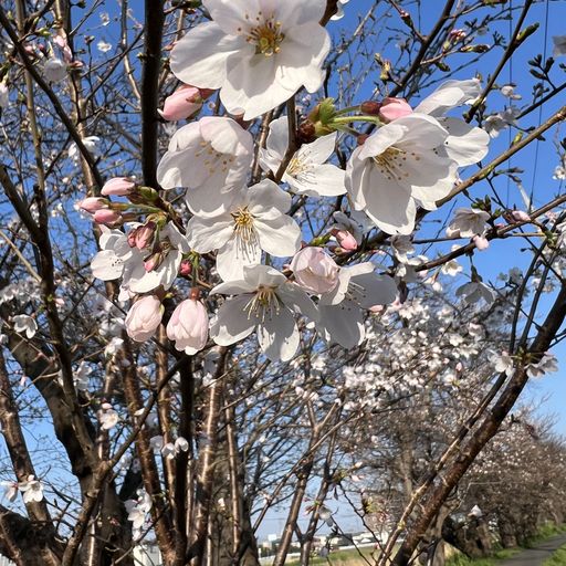 第76回 朝桜（走るＯＬ）