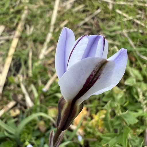 第78回 花韮（清らかな静寂）