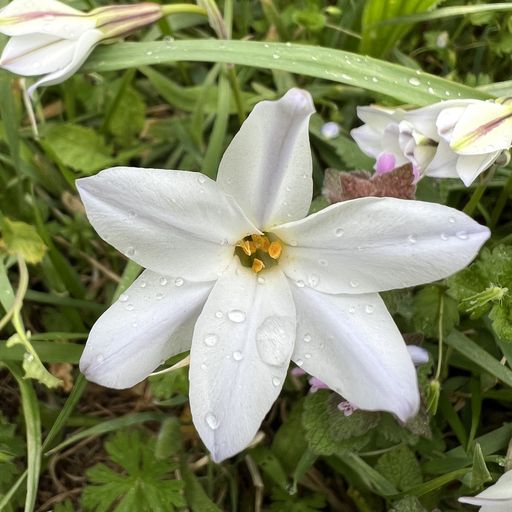 第80回 花韮（雨の元荒川緑道にて）