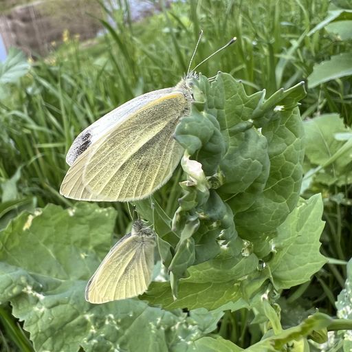 第81回 蝶（命の重なり）