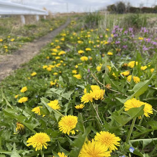 第82回 蒲公英（雨上がりの朝）